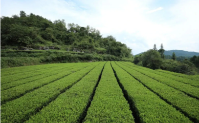 江口這五年丨農業(yè)產業(yè)蓬勃發(fā)展