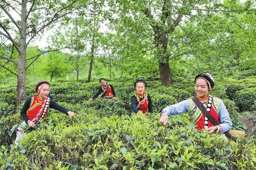 福貢縣立體化種植草果 茶葉 中藥材 盤(pán)活山林資源 蹚出富民新路