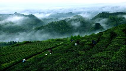 絲綢之路引領(lǐng)黔茶出山,貴定云霧貢茶落腳絲路起點(diǎn)