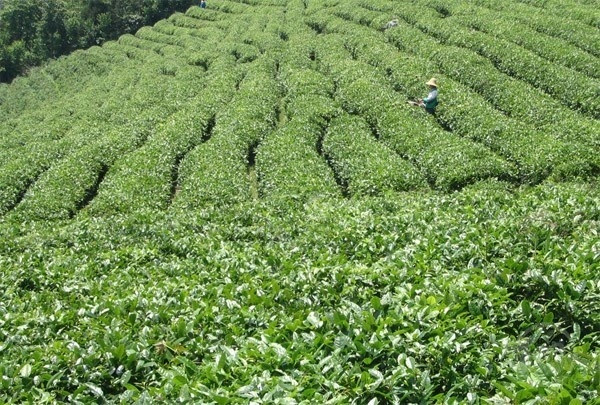 湖南茶葉出口上半年穩(wěn)定增長(zhǎng)