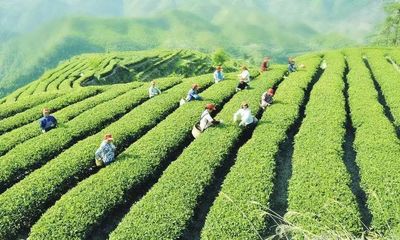 香滿天下中國(guó)茶:十八大以來(lái)我國(guó)茶產(chǎn)業(yè)發(fā)展綜述