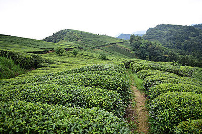 茶園茶葉圖片-茶園茶葉背景圖-茶園茶葉背景圖片-茶園茶葉