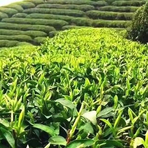 英山云霧茶明前