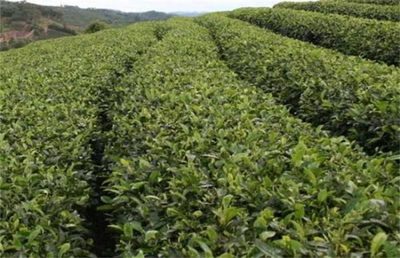 茶葉樹(shù)種植技術(shù)