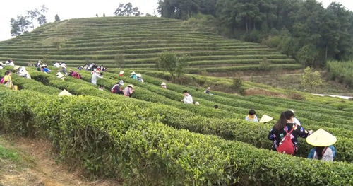 丹寨 立足生態(tài)種茶葉,激發(fā)產(chǎn)業(yè)新活力