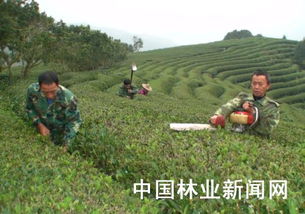 建甌農(nóng)民冬閑種茶忙