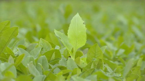 十年耕作 云端茶場(chǎng) ,種出幸福茶