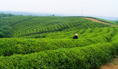 茶葉茶樹(shù)