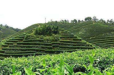 一畝茶園的成本核算