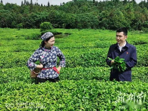 潛心 種 茶寫(xiě)佳話