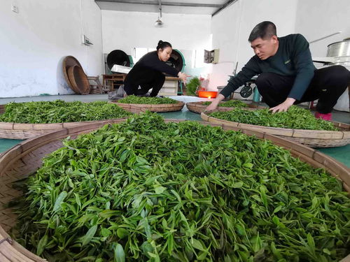 漫山茶香今春 第一鮮 青島即墨頭茬大棚春茶開采