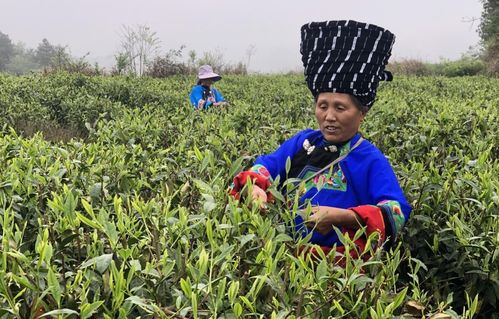 社企共譜茶葉產業發展新篇章 鳳凰縣臘爾山鎮舉行茶葉種植加工生產合作基地簽約授牌儀式