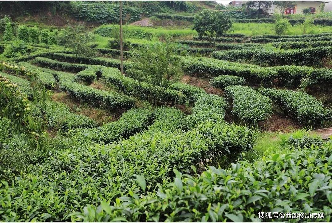 聞到鹽津茶香_茶葉_種植_產業