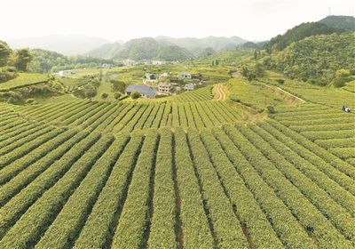 茶葉鋪就脫貧路