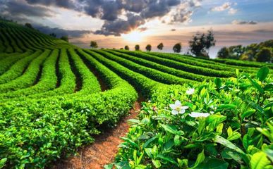 茶園高產種植技術,加強科學管理知識病蟲害防治問題,不妨看看