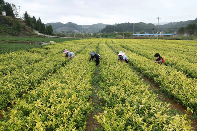 喜迎二十大 | 織金:備肥備種 確保來年大豐收