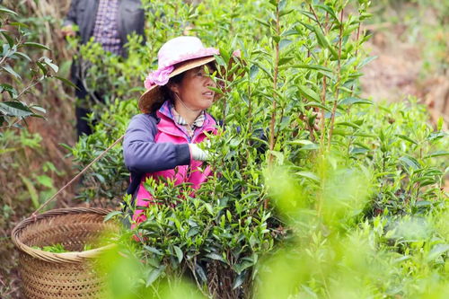 梅州今年首批春茶,開采