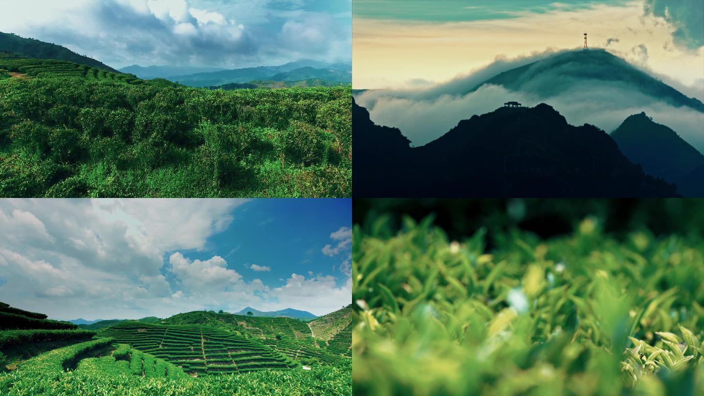 廣東潮州茶山鳳凰山采茶_茶葉種植基地航拍_4096X2304_高清視頻素材下載(編號:6682197)_實拍視頻_光廠(VJ師網) www.vjshi.com