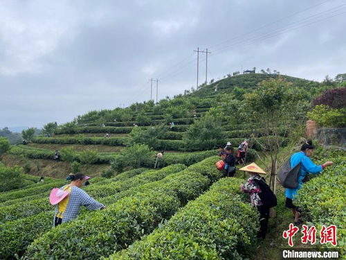 貴州丹寨 荒山種出致富茶 智慧管理全覆蓋