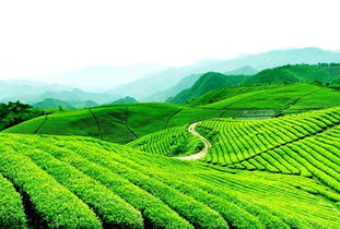 4茶葉稀土超標 12個批次不合格食品全市下架