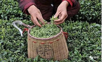 茶如何賣給年輕人