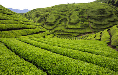 嫩茶葉