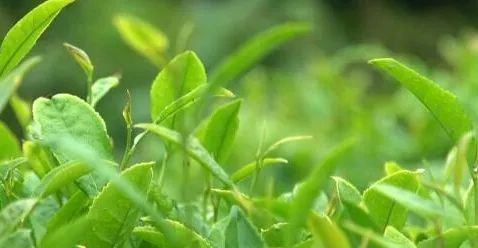 這種茶,顛覆你的認知