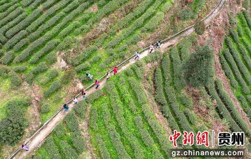 貴州道真 春茶開采