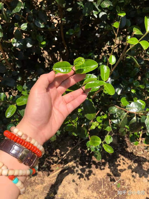 小葉種 普洱茶 貓耳朵 單株古樹頭采開始 輕聊這款茶界小可愛