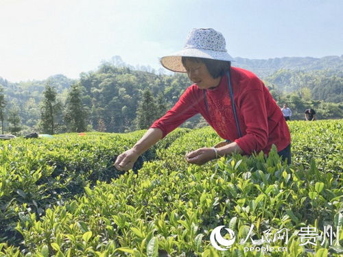 李應蘭 種植茶葉日子有了奔頭