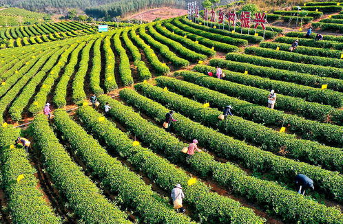 早春茶飄香采摘忙