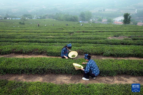 山東日照 茶園采摘直播忙