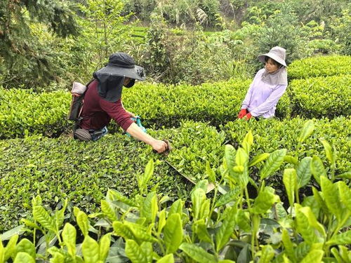 大學生返鄉創業十年 在內江威遠大山里種出一片片綠色茶園 美好生活在 蔗 里
