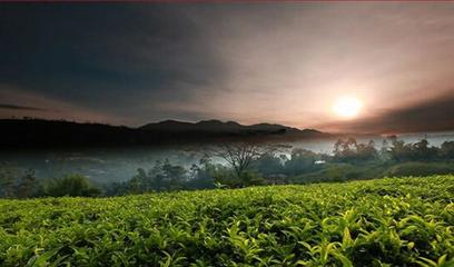 進博·品味 | 啜飲一口錫蘭紅茶,收獲“獻給世界的禮物”
