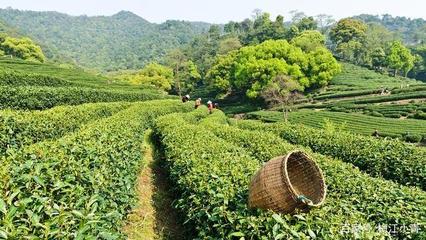 辨識好茶的幾個維度,看了節約一大筆買茶冤枉錢