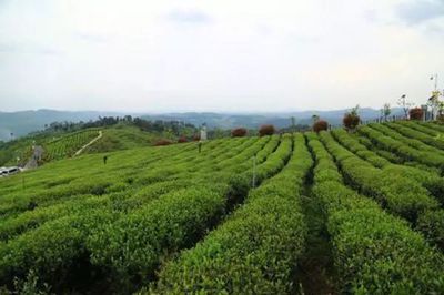 貴茶新品“歐標”紅茶瞄準禮品市場