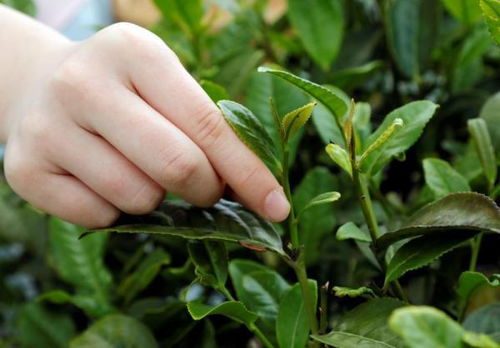 打破 上海不適合種茶 之說,400多畝本幫茶在楓涇開采