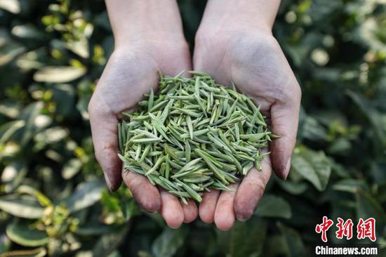 貴州貴定 春茶采摘制作忙