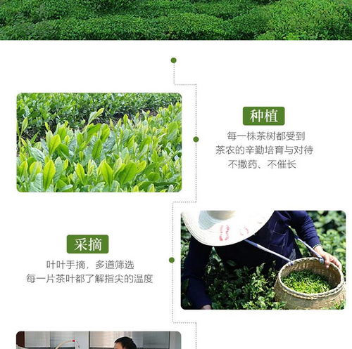 湖北宜昌長盛川袋泡花茶六種口味混合裝 3g 6包