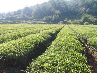 茶葉種植技術:茶樹根系的生長發育規律