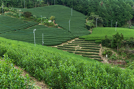 茶葉樹