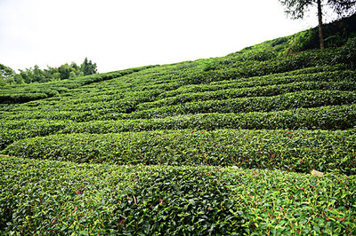 茶園茶葉圖片-茶園茶葉背景圖-茶園茶葉背景圖片-茶園茶葉