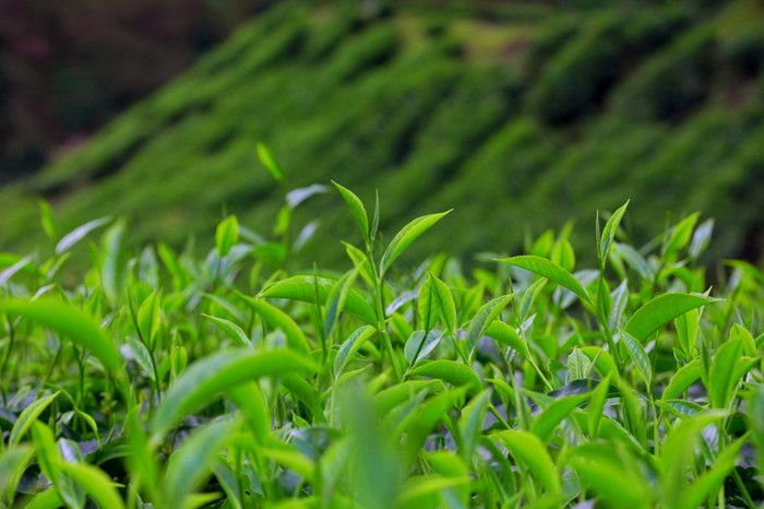 美麗的茶種植園的山