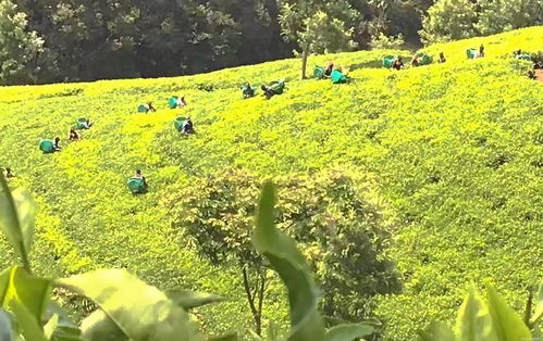 非洲到底為什么窮 讓種茶大國肯尼亞告訴你,什么叫 惡性循環(huán)