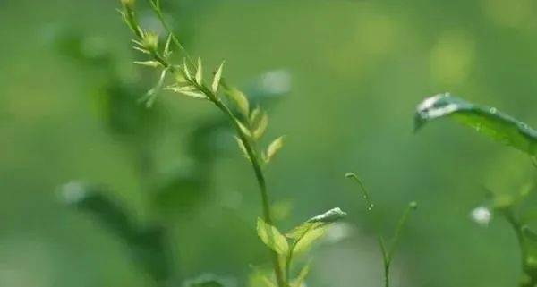 莓茶產(chǎn)業(yè)拔窮根