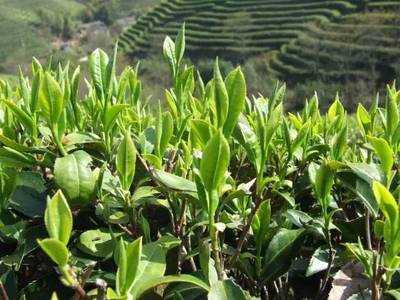 什么是春茶、頭采茶、頭春茶、明前茶、雨前茶?你分清楚了嗎?