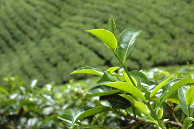 新鮮茶葉種植園