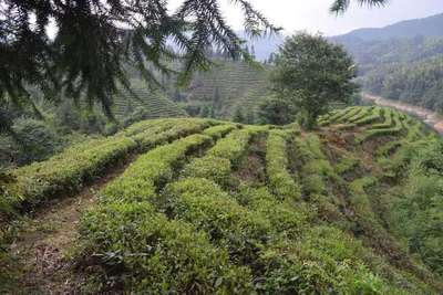 贛茶·尋茶記 | 你喝過味似“雞湯”般的鮮香茶嗎?