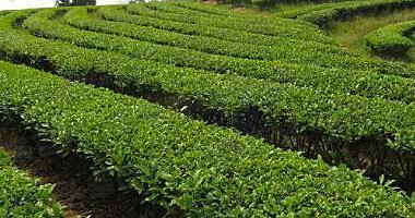 茶樹的種植方法 移栽后應該如何管理