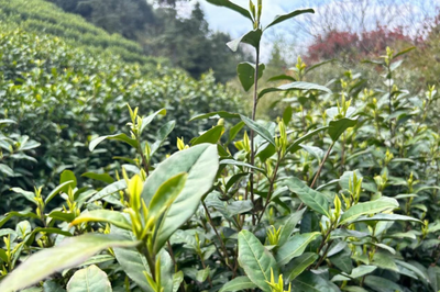 周家鎮:黨建引領促振興,“小茶葉”變身“大茶業”